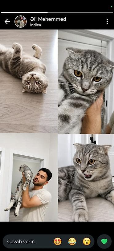 Şotland yastı qulaq, Erkək, Yaxşı əllərə, Ödənişli çatdırılma