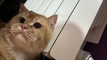 gence heyvan: Ünvandan götürmə, Ödənişli çatdırılma — 3