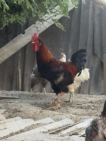 poni şəkilləri: Xoruz, il: 1, Ödənişli çatdırılma — 2