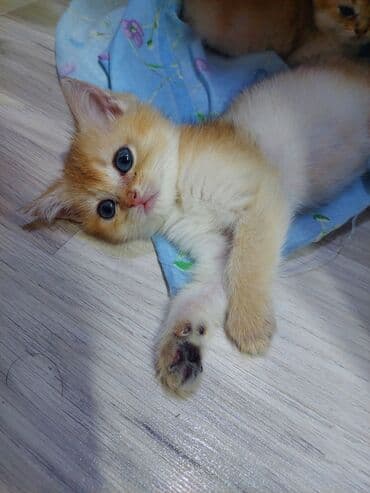 saf qan haski: Qızıl şinşilla, Erkək, Dişi, Yaxşı əllərə, Ünvandan götürmə — 8