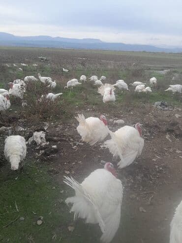 Brilliance: Hinduska satilir — 3