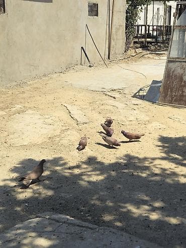 dəniz donuzu: Qan qırmızı quşlar qiymət hamısına daxildir 2 erkəy 2 maya 2 dənədə — 1