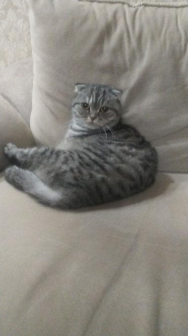 şotland pisikleri: Şotland yastı qulaq — 1