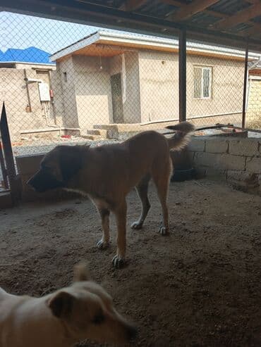 ən gozəl it adları: Kanqal, 1 ay, Dişi — 4