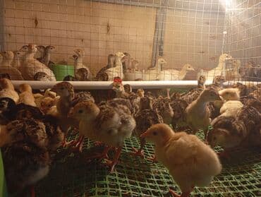 Changan: American bronz hinduşka balaları.anaları tam göy otlar qidalanır — 2