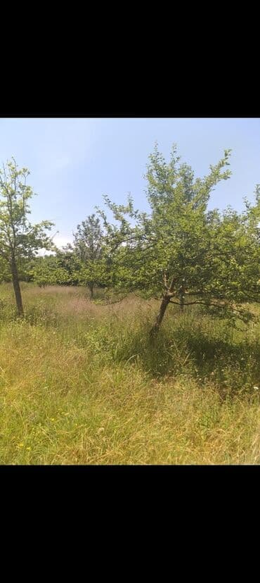 xoşbulaqda ev satılır: 5 комнат, 10000 м² — 4