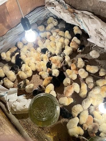 Бараны, овцы: Куриные цыплята, Для разведения — 2