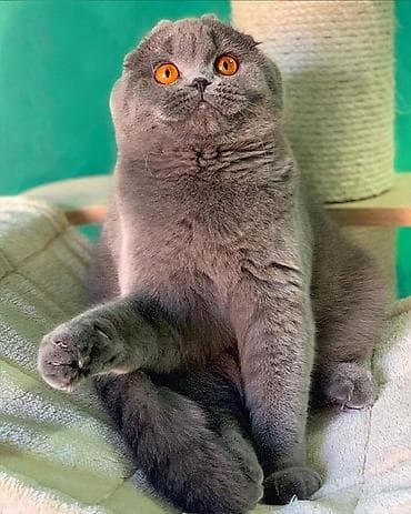 benqal pişiyi: Benqal — 7