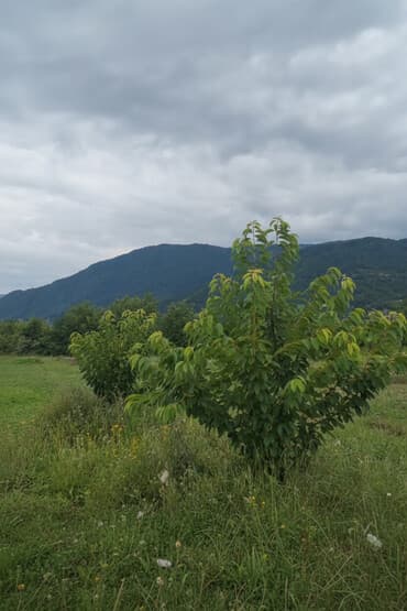 земельные участки сельхозназначения: 10 соток, Для бизнеса, Риэлторам не беспокоить, Купчая — 1