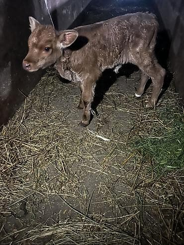 ag qulaq inek cinsi: Dişi — 1