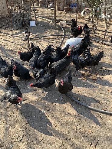 Pişiklər: Toyuq, Australorp, Damazlıq, Ünvandan götürmə — 8