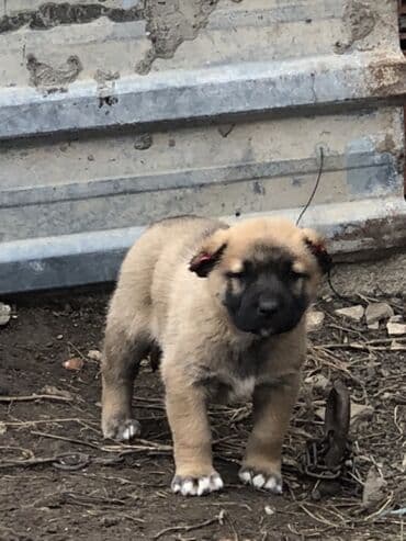 qafqaz çoban iti satilir: Qurdbasar, 1 ay, Erkek — 6