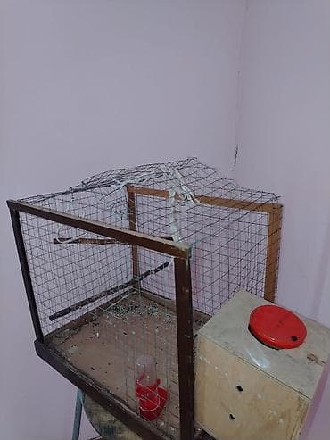 ag itler: Məhsul: Dalmatin naxışlı mavi-bulat rəngli dalğa papuqayı (budgerigar) — 5
