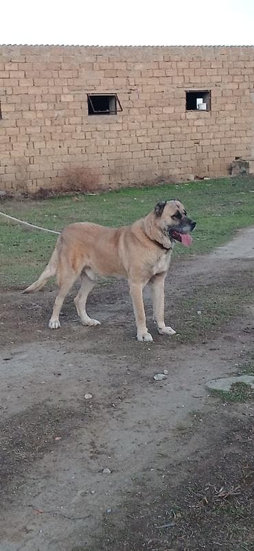 itlerin sekilleri: Kanqal, 5 il, Erkek — 2