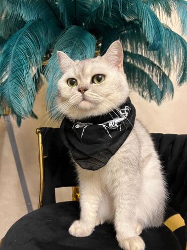 Одежда: Silver şınşıla cutlesdirilir. peyvendu qurd dermani olunub tam — 3