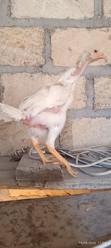 Toyuq cücələri, Damazlıq