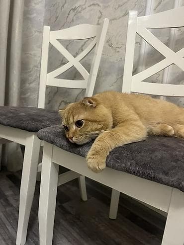 pişik şotlan: Şotland — 3