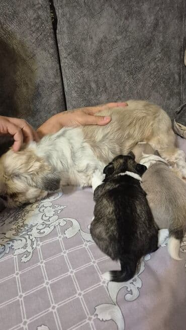 arı şəkilləri: Shi-tsu — 3