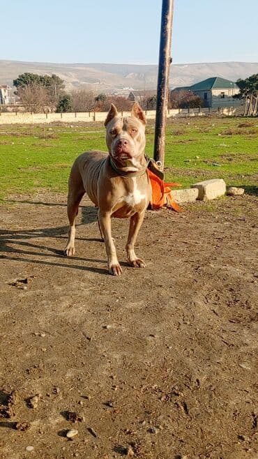 доберман цена в баку: Питбуль, 1 год, Самка, С прививками, Самовывоз — 5