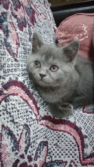 heyvanlar: Şotland, Erkək, Yaxşı əllərə, Ödənişli çatdırılma — 1