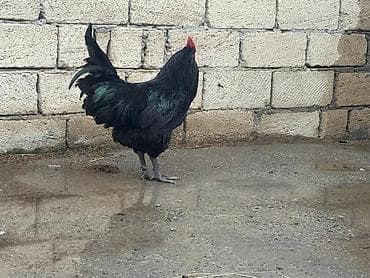 toyug cucə: Xoruz, il: <1, Ünvandan götürmə — 5