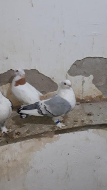 cex quşlar: Turk cinsleri hunkariler .3 cut bala veren yumurtaq quwlardi hal — 7