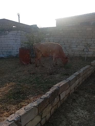 hind qusu daqestan sortu: Dişi, il: 6, 260 kq, Damazlıq, Südlük — 4