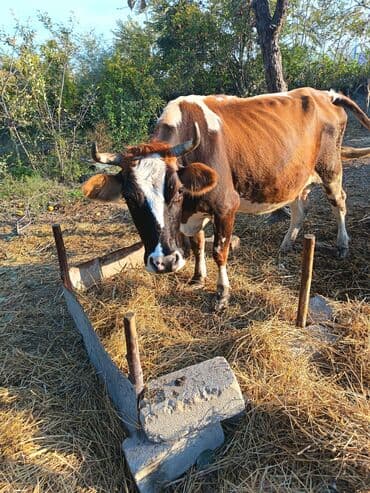 cins inekler: Südlük inək iki aylıq boğaz. Öz qapımın malıdır sağlam 4 cü qarına — 5