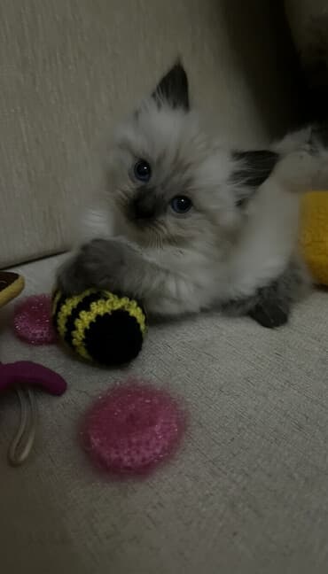 питомники кошек в баку: Самец, Самка — 1