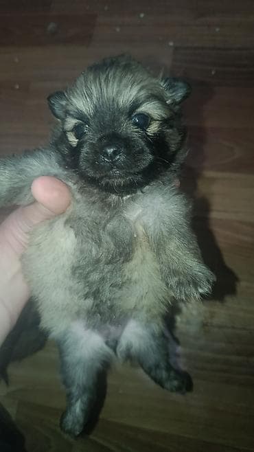 Pekinez və Pomeranian qarışığı balalar - Cins: Pekinez x Pomeranian at lalafo.az Pekinez və Pomeranian qarışığı balalar - Cins: Pekinez x Pomeranian