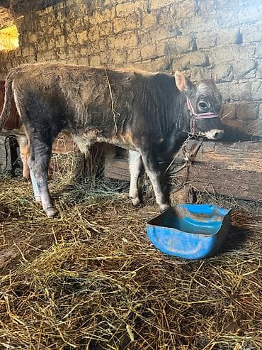 cane corso tap az: Bir erkəy 1 dişi cins malardı 5 aylıq — 1