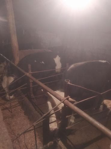 simental inek qiymeti: Inəklər, öküzlər — 4