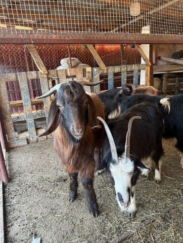 Mal-qara: 24 ədəd Keçi var 
Ərəb 
Dönmə və Yerli — 2