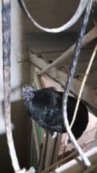 toyuq adlari: ENDIRIMLI. AYAM CEMANI TOYUQLARI VE CUCESI VE YUMURTALARI. YUMURTA — 6