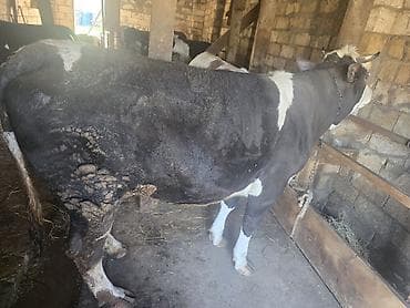 sarı dana: Məhsul: Dana/öküz (ətli heyvan) Təsvir: - Şəkillərdə iri cüssəli — 2