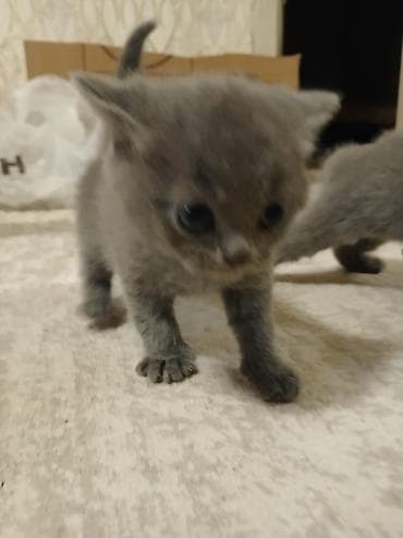 tazı: Britan, Yaxşı əllərə — 5