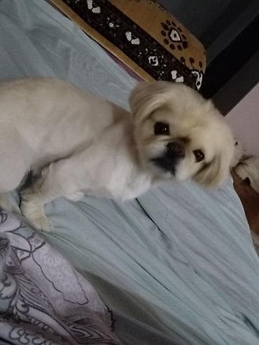 balaca it ucuz: Pekines, 5 il, Dişi, Cütləşmə üçün, Pulsuz çatdırılma — 1