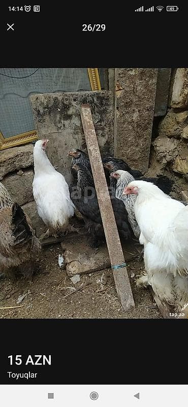 bramo toyuqları: Məhsul: Toyuqlar - Cins: Brahma tipli (ağ, qara və gümüşü rənglərdə) — 3