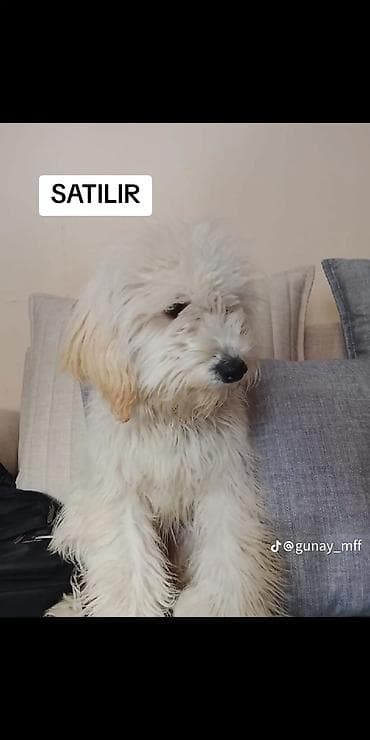 7 ay, Dişi, Peyvəndli, Ünvandan götürmə lalafo.az -da 7 ay, Dişi, Peyvəndli, Ünvandan götürmə