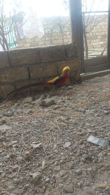 cucə yemi: Qızıl Sülün (Golden Pheasant) – dekorativ quş - Növ: Qızıl sülün — 3