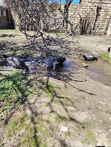 ordek satisi: Şəkildəki Macarıstan sortu Lal ördəklər satılır. 1 dənəsi kürt düşüb — 6