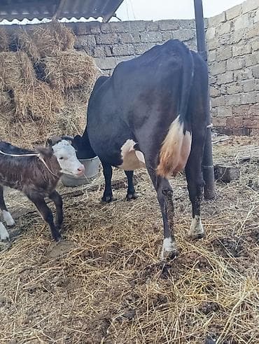 balali iney: 3 qarına doğub erkek balaile satılır 12 l sud verir çox sakid heyvandı — 4