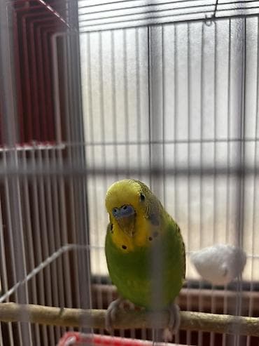 Salam çox gözəl papuqaylar tək və cüt olaraq satılır böyük və bala