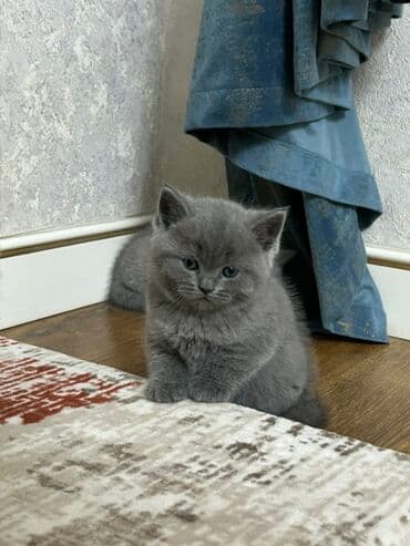 pişik şekileri: Britan, Dişi — 3