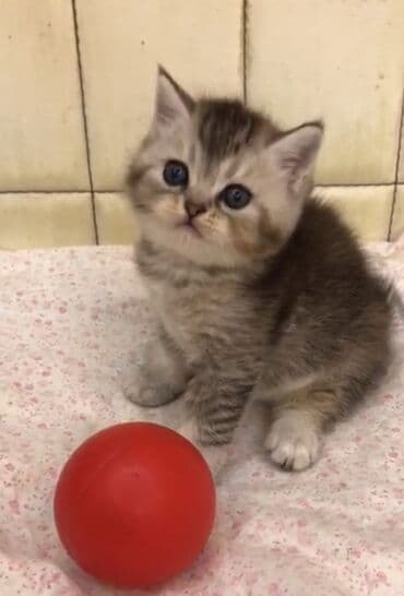 van pişiyi qiyməti: Britan, Erkək — 1