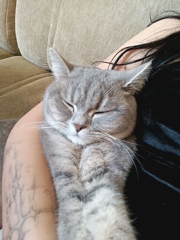 britan pişiyi: Britan — 4