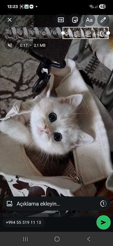 qara pişik: Qızıl şinşilla, Dişi, Yaxşı əllərə, Ünvandan götürmə, Ödənişli çatdırılma — 1