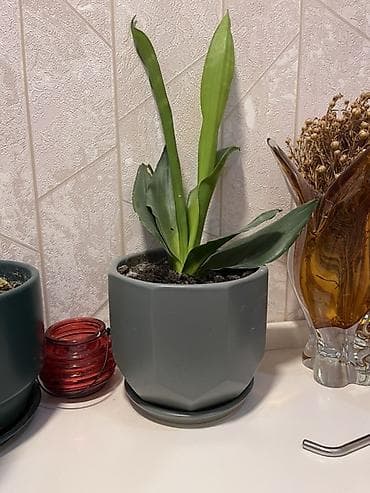 ev gulleri ve adlari: Otaq bitkiləri dəsti – 4 ədəd saksıda 1) Filodendron (uzanan gövdəli — 4