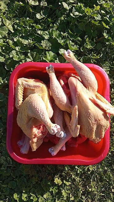 Kənd toyuğu Toyuq Bütöv lalafo.az -da Kənd toyuğu Toyuq Bütöv