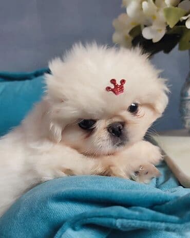 it balası satışı: Pekines, 2 ay, Erkek, Sənədli — 4